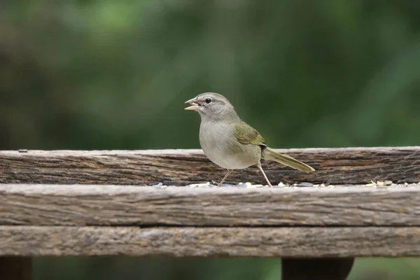 Olive Sparrow Arremonops Rufivirgatus Eating Platform Bird Feeder — Photo