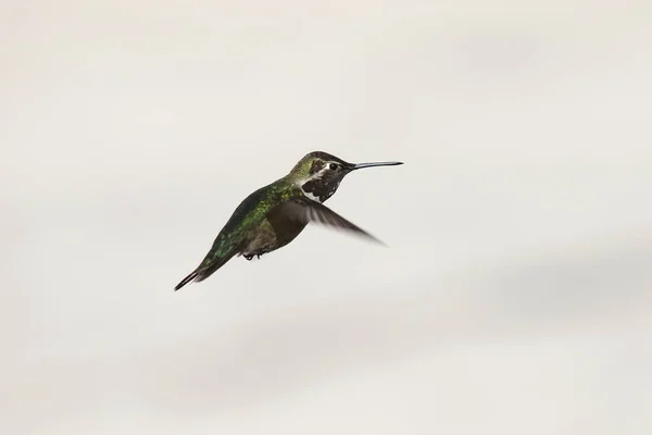 Anna Hummingbird Male Hovering Mid Air — Stok fotoğraf