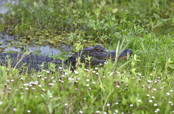American Alligator Alligator Mississippiensis Lounging Some Grass — Stockfoto