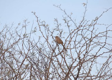 Sage Thrasher (oreoscoptes montanus) perched in bush