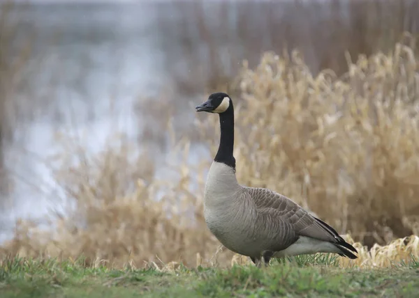 Canada Goose Branta Canadensis Standing Grassy Lawn — Zdjęcie stockowe