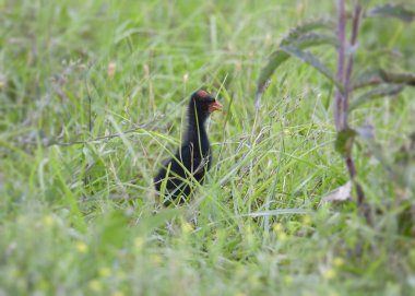 Common Gallinule (juvenile) (gallinula galeata) standing in some tall grass