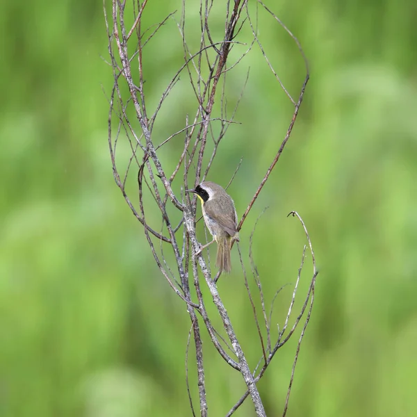 Common Yellowthroat Male Geothlypis Trichas Perched Shaft Grass — Stok fotoğraf