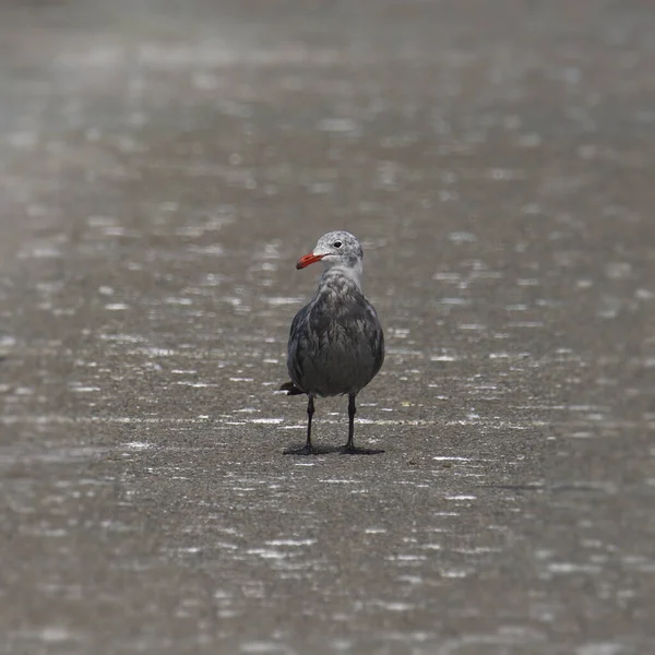 Heerman Gull Larus Heermanni Standing Boat Dock — Fotografia de Stock