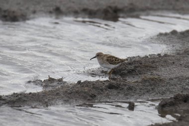 Least Sandpiper (calidris minutilla) foraging in a mud flat at low tide
