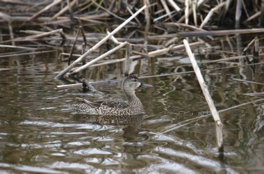 Blue-winged Teal (female) (anas discors) swimming in a messy pond