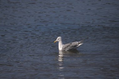 Glaucous-winged Gull (larus glaucescens) swimming in a tidal pool