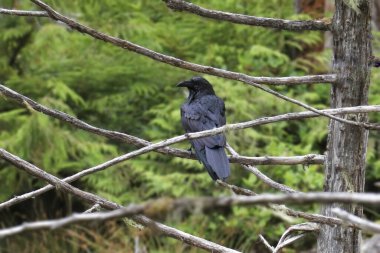 Common Raven (corvus corax) perched in a tree