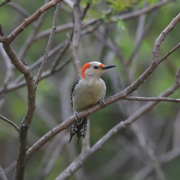 Red Bellied Woodpecker Female Melanerpes Carolinus Perched Branch — Stok fotoğraf