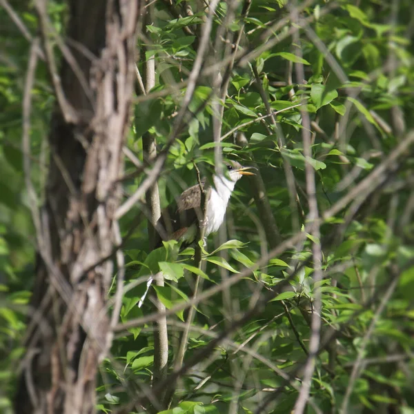Yellow Billed Cuckoo Coccyzus Americanus Calling Perch Leafy Tree — Fotografia de Stock