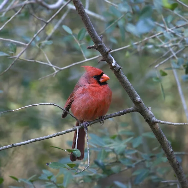 Northern Cardinal Male Cardinalis Cardinalis Perched Leafy Tree — 图库照片