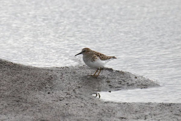 Least Sandpiper Breeding Calidris Minutilla Standing Mudflat — ストック写真