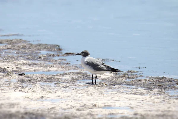 Laughing Gull Leudophaes Atricilla Standing Sandy Beach — Fotografia de Stock