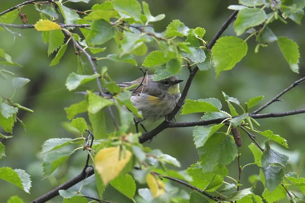 Yellow Rumped Warbler Audubon Female Peering Out Leafy Tree — ストック写真