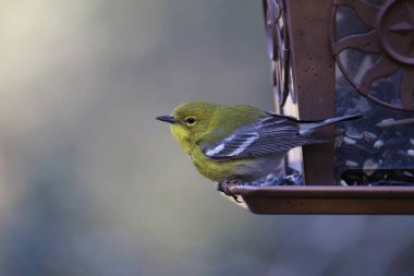 Pine Warbler (setophaga pinus) bir kuş yemliğine tünemiştir.
