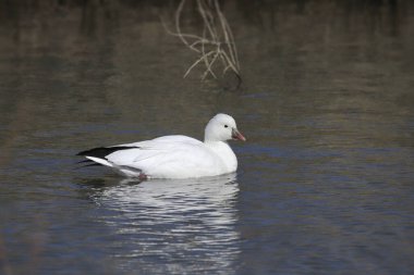 Ross 's Goose (anser rossii) bulanık bir gölde yüzüyor