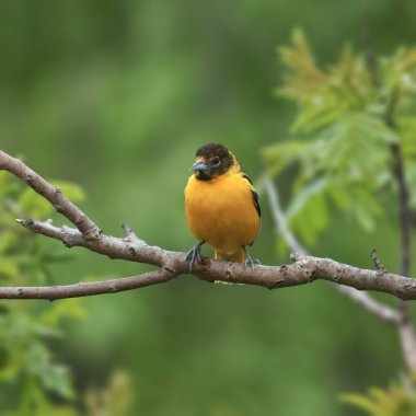 Baltimore Oriole (immature male) (icterus galbula) perched in a leafy tree
