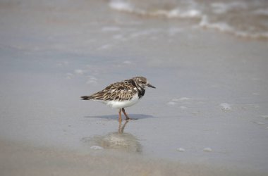 Ruddy Turnstone (arenaria interpes) standing in the surf