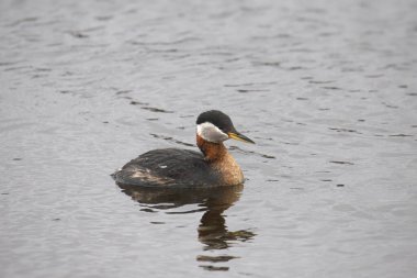 Red-necked Grebe (podiceps grisegena) swimming in a pond