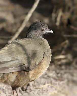 Closeup of a Plain Chachalaca (ortalis vetula)