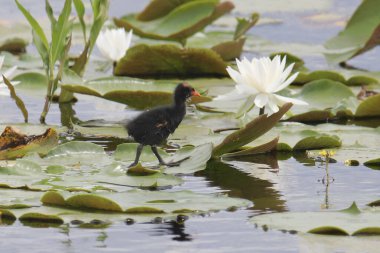 Common Gallinule (juvenile) walking on some lily pads