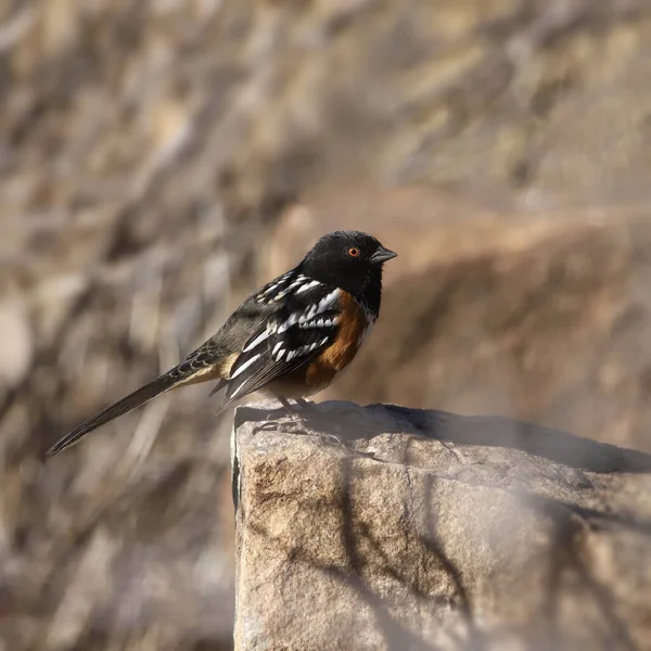 Spotted Towhee Pipilo Maculatus Perched Big Rock — Stock Photo, Image