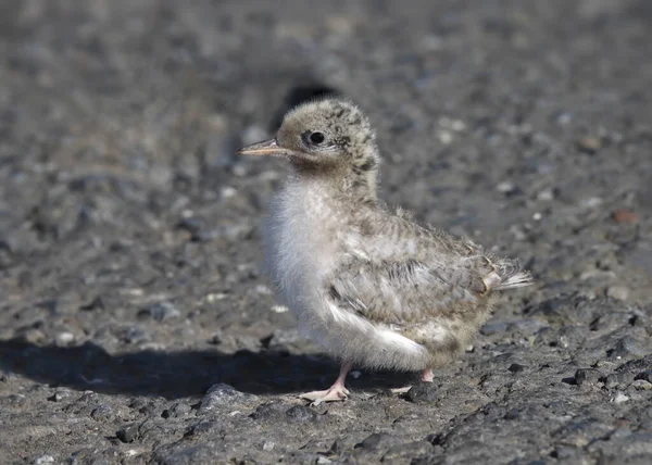 Arctic Tern Juvenile Sterna Paradisaea Standing Gravel Ground — Foto de Stock