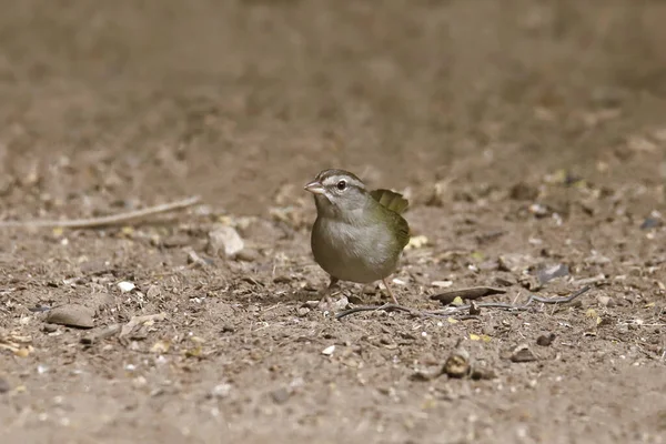 Olive Sparrow Arremonops Rufivirgatus Perched Bare Ground — Stock Photo, Image