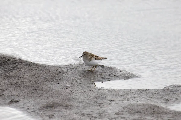 Mínimo Sandpiper Calidris Minutilla Encaramado Fango Plano — Foto de Stock