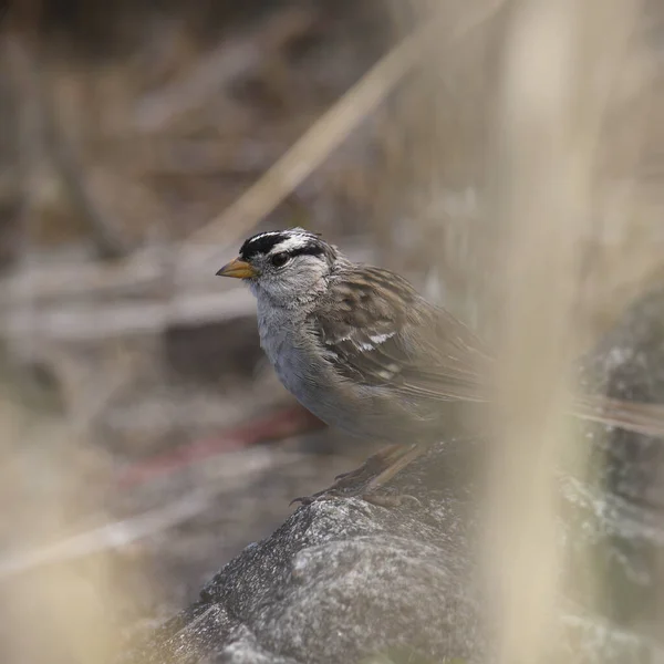 White Crowned Sparrow Zonotrichia Leucophrys Perched Big Rock — Stock Photo, Image