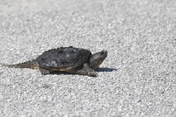 Common Snapping Turtle Crossing Gravel Road — Stock Photo, Image