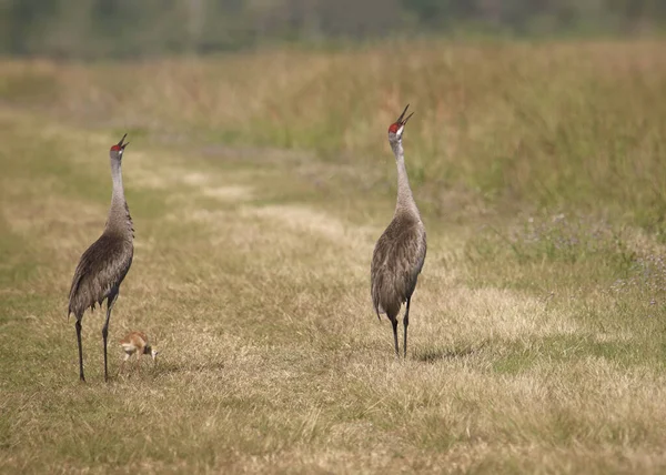 Sandhill Kraniche Zwei Erwachsene Und Ein Jungtier Grus Canadensis Trompeten — Stockfoto