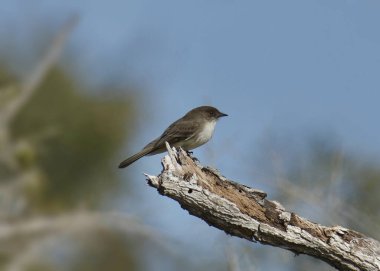Doğu Phoebe (sayornis phoebe) büyük bir dalın ucuna tünemişti.