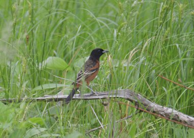 Orchard Oriole (erkek) (icterus spurius) çimenli bir çayırda ölü bir dala tünemiştir.