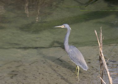 Sığ suda duran üç renkli balıkçıl (egretta üç renkli)