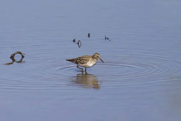 Bécasseau Pectoral Calidris Melanotos Debout Eau Peu Profonde — Photo