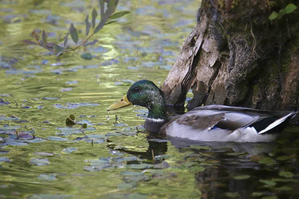 Mallard Duck Mannetje Anas Platyrhynchos Zwemmen Een Kleurrijke Vijver — Stockfoto