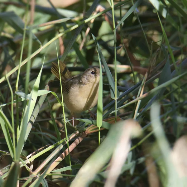 Vanlig Gulstrupe Hona Geothlypis Trichas Toppar Från Någon Tjock Vegetation — Stockfoto