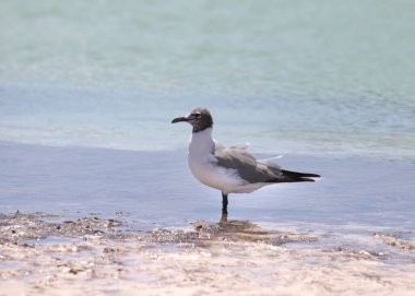 Gülen Martı (üreme) (lödofaes atricilla) kumlu bir kıyı şeridinde duruyor
