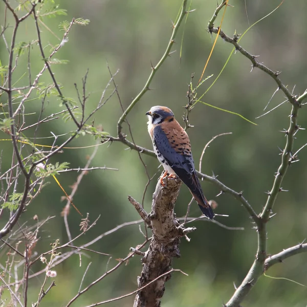 大きな枝にはアメリカンケストレル Falco Sparverius が付きます — ストック写真