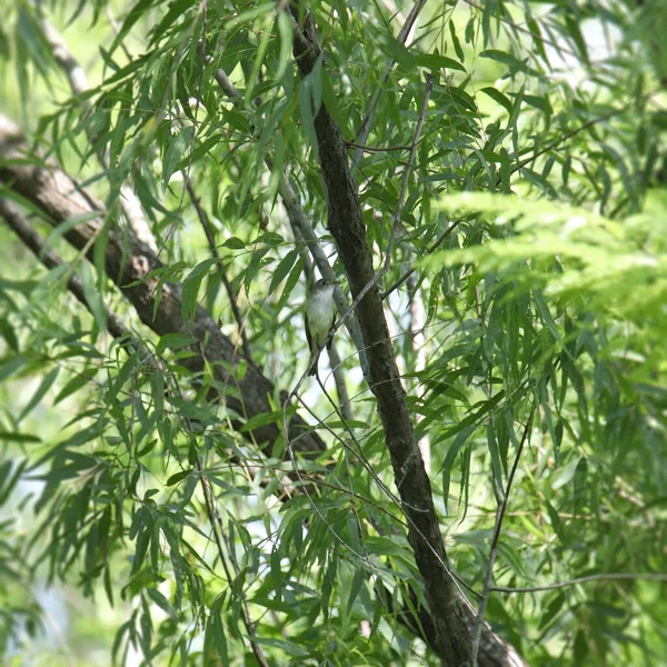 Alder Flycatcher Empidonax Alnorum Uppflugna Ett Mycket Lummigt Träd — Stockfoto