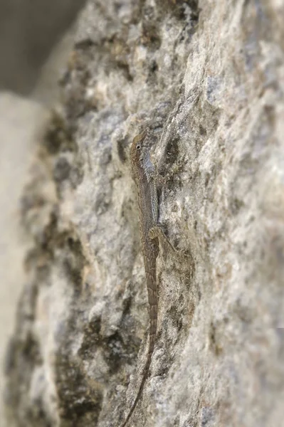 Dél Bahaman Anole Anolis Scriptus Scriptus Jól Álcázott Egy Nagy — Stock Fotó