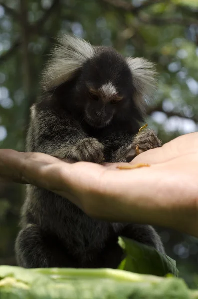 Marmoset Maymun yeme solucanlar