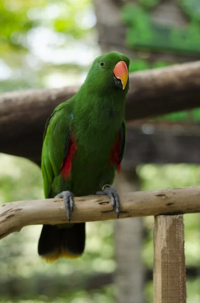 Schöner Papagei auf dem Barsch sitzend — Stockfoto