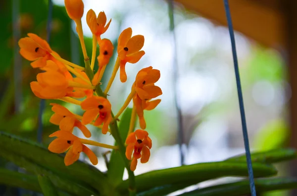 Orquídea amarela — Fotografia de Stock