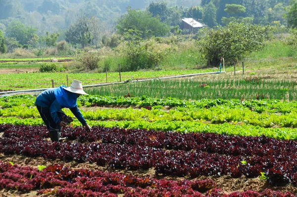 Hidropónica verduras —  Fotos de Stock