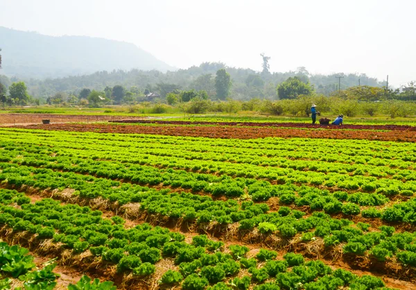 Hidropónica verduras — Foto de Stock