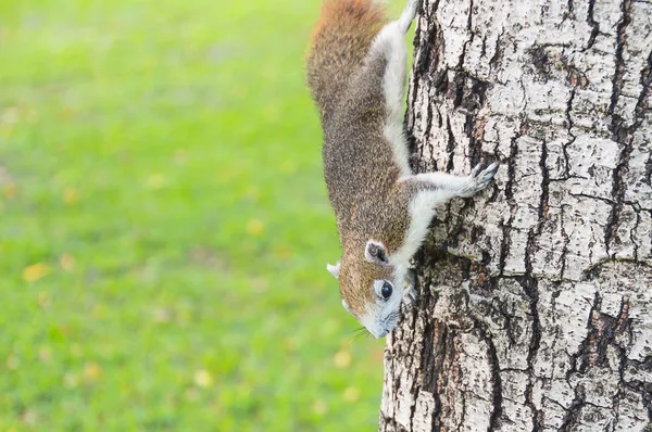 Grey squirrel climb on the tree — Stock Photo, Image