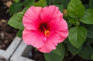 pembe blossm Çin gül bahçesinde