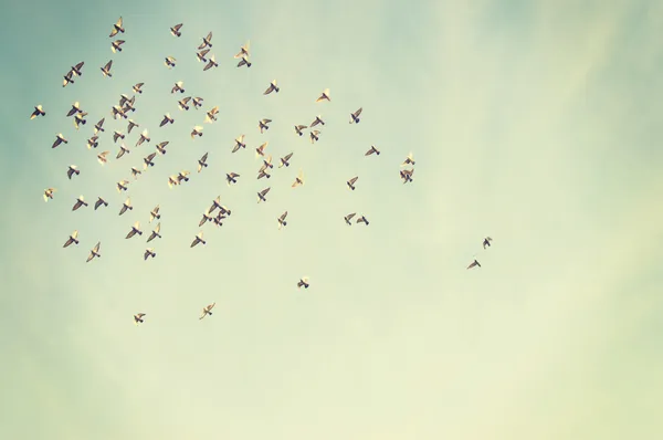 Pájaros voladores en el cielo azul — Foto de Stock